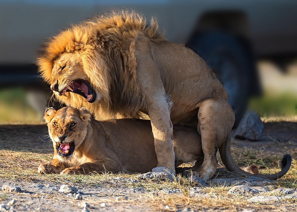 African Lion Mating pair Serengeti NP, Tanzania (48891220877) — Serengeti, Tanzania