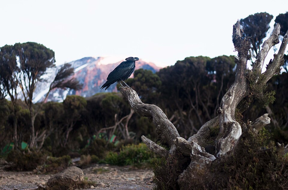 White-necked raven on Kilimanjaro — Mount Kilimanjaro, Tanzania