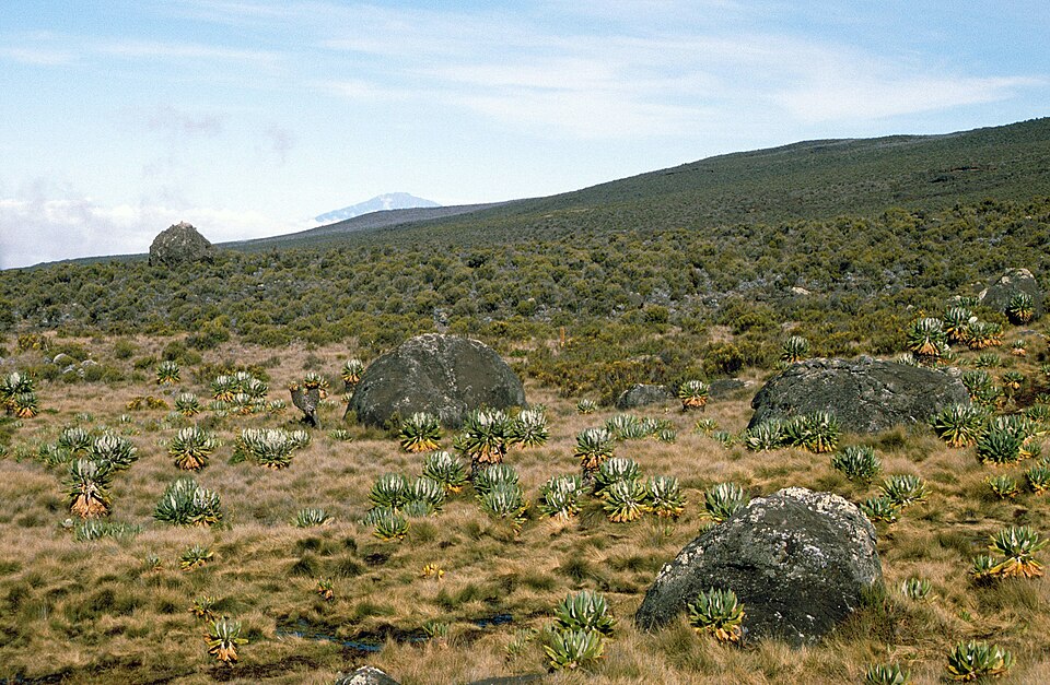 Baumsenezien am Kilimanjaro — Mount Kilimanjaro, Tanzania
