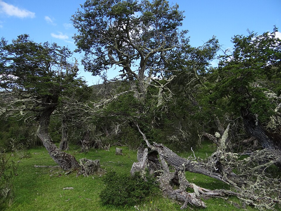 Scheinbuchenwald (Nothofagus) Torres del Paine Nationalpark — Torres del Paine, Chile